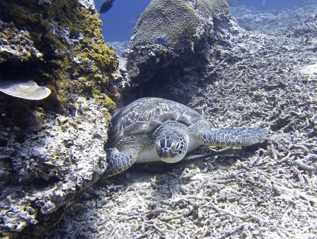 Breathe Villa Meno Gili Meno Buitenkant foto